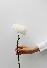 Одна хризантема